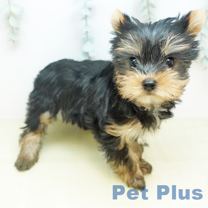 ヨークシャー・テリアの写真2