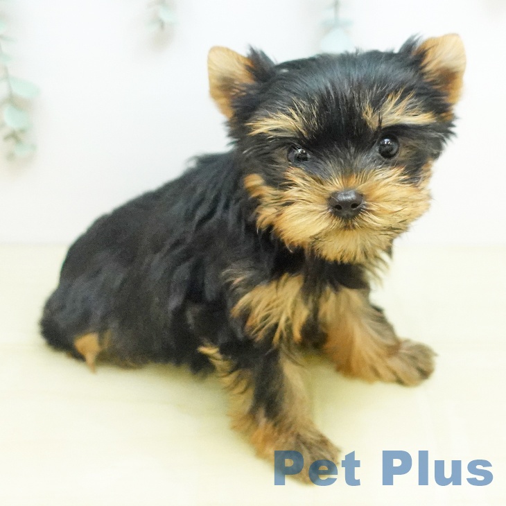 ヨークシャー・テリアの写真2