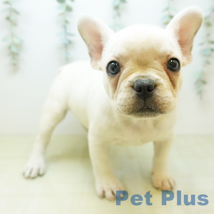 大阪府のフレンチブルドッグ (ペットプラス りんくう泉南店/2025年12月14日生まれ/女の子/クリーム)の子犬