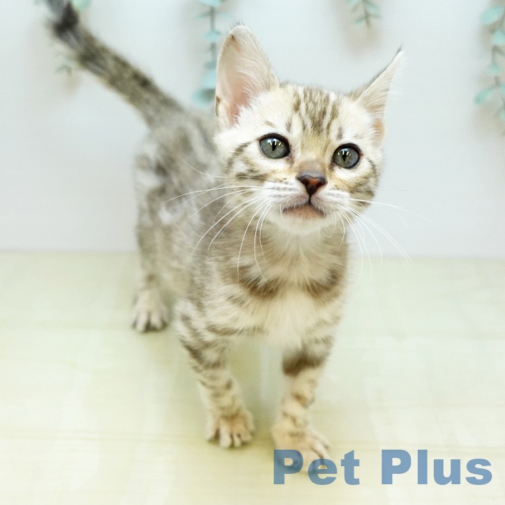 ベンガルの写真2