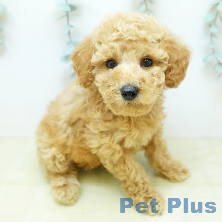 トイ・プードル