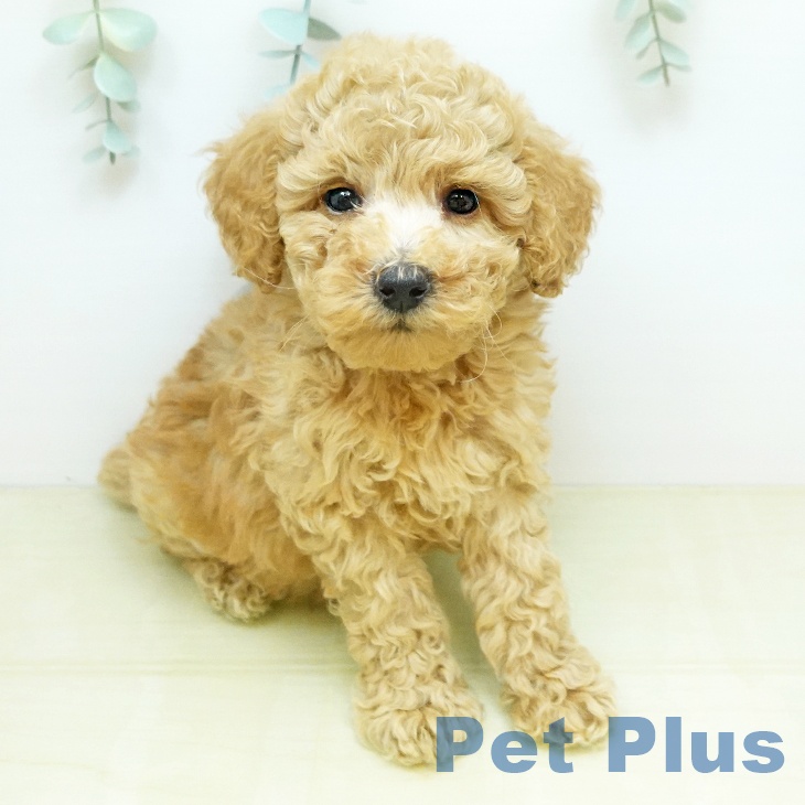 トイ・プードル