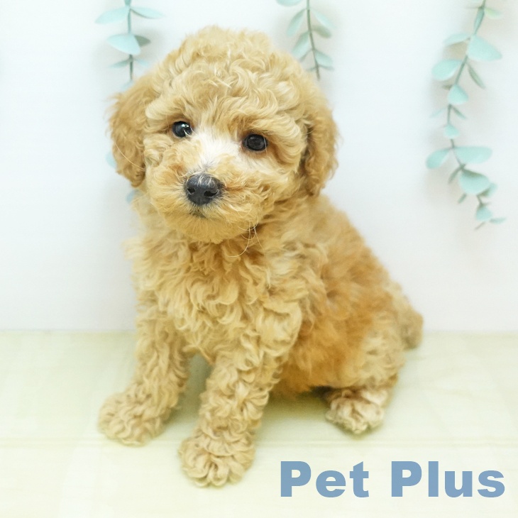 トイ・プードル