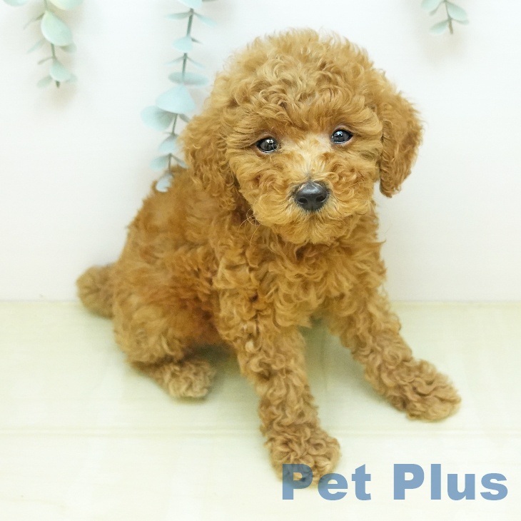 トイ・プードル