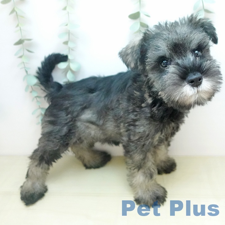 ミニチュア・シュナウザー