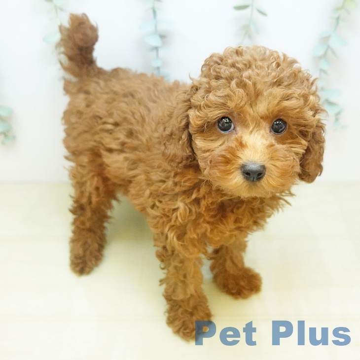 トイ・プードル