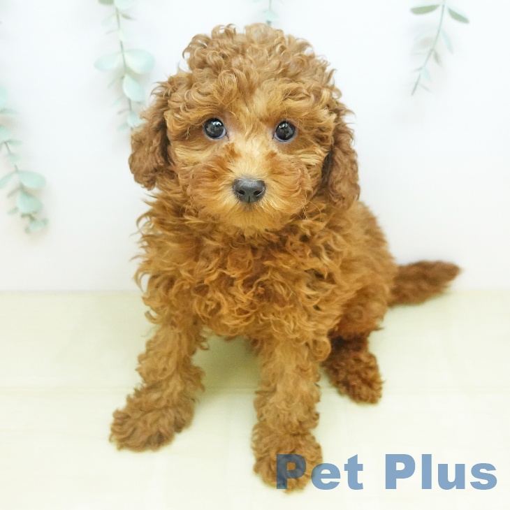 トイ・プードル