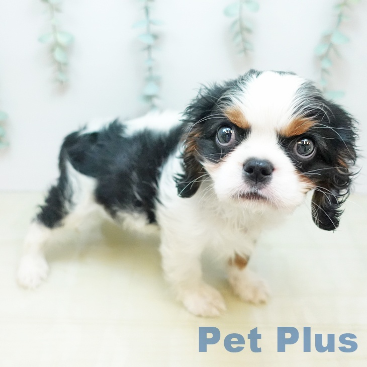 キャバリア・キングチャールズ・スパニエルの写真2