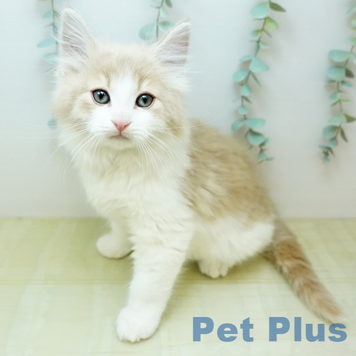 岡山県のノルウェージャンフォレストキャット (ペットプラス 岡山店/2025年12月11日生まれ/男の子/クリームホワイト)の子猫の1枚目の画像
