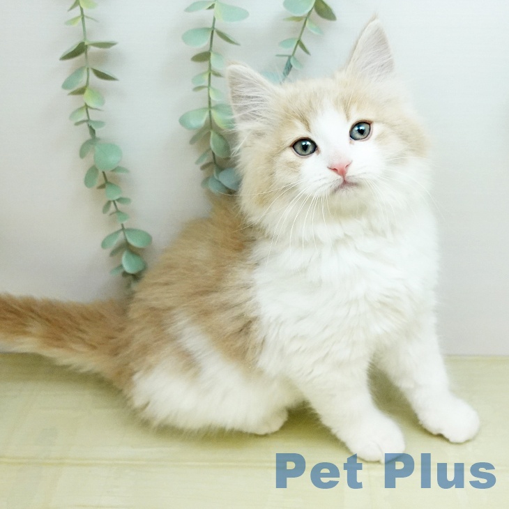 岡山県のノルウェージャンフォレストキャット (ペットプラス 岡山店/2025年12月11日生まれ/男の子/クリームホワイト)の子猫の2枚目の画像