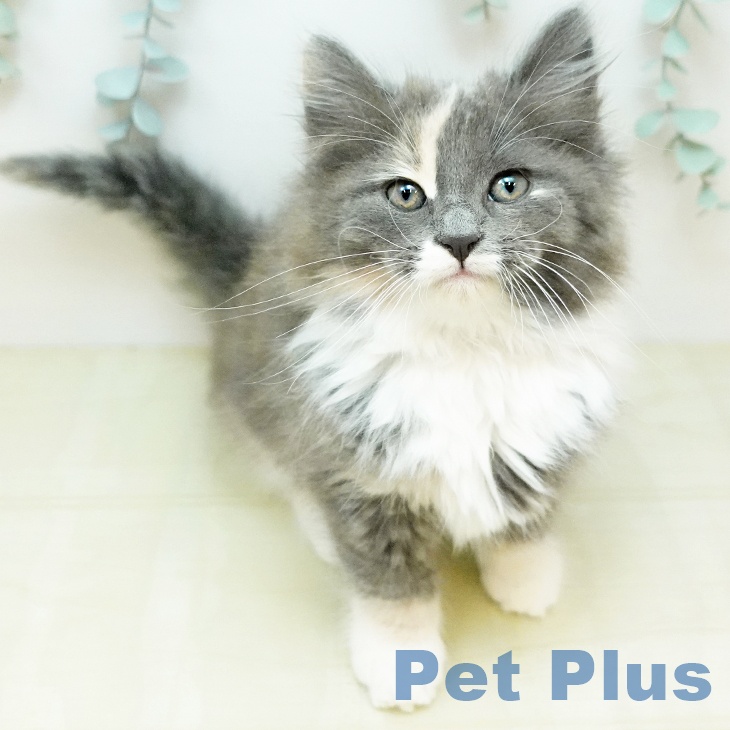 ノルウェージャンフォレストキャット