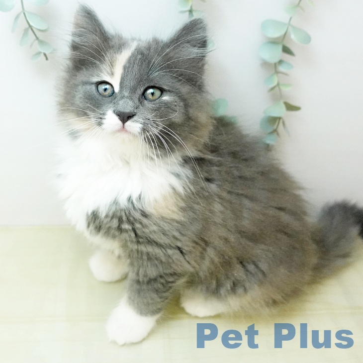 ノルウェージャンフォレストキャット