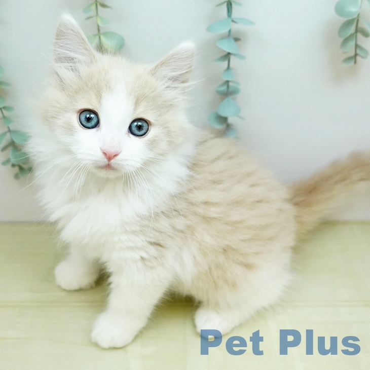 ノルウェージャンフォレストキャット