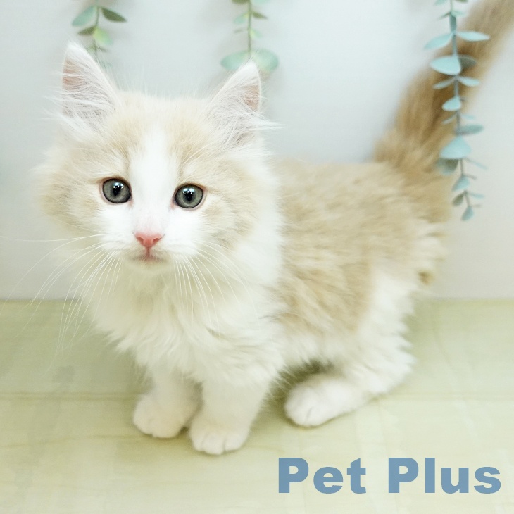 ノルウェージャンフォレストキャットの写真1