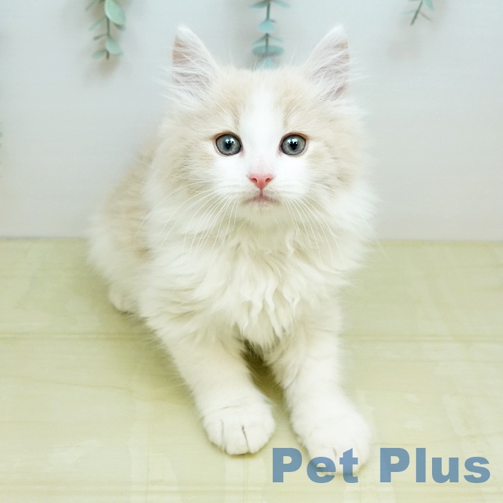 ノルウェージャンフォレストキャットの写真2