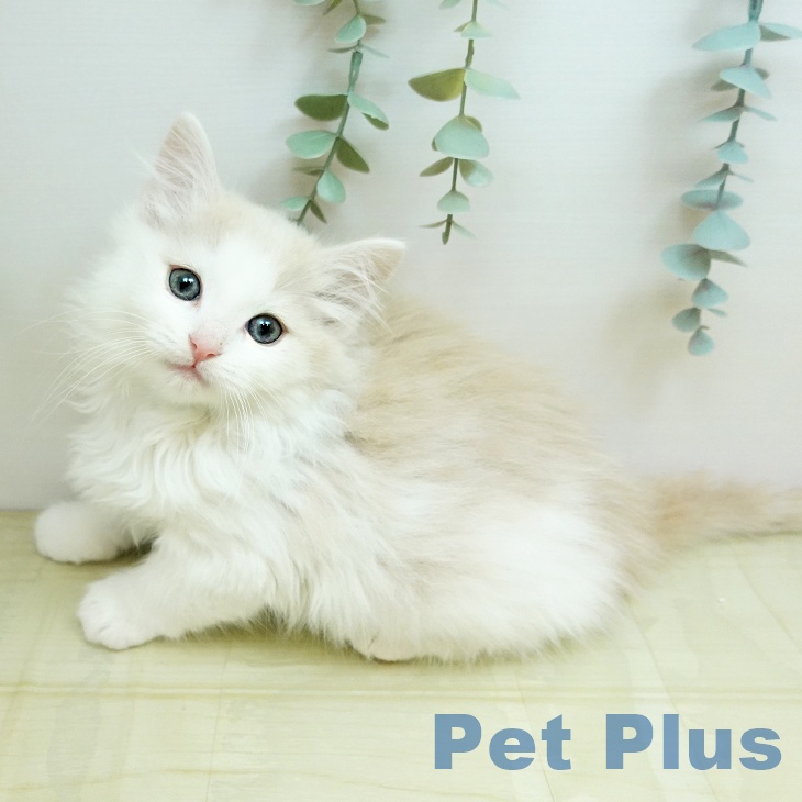 ノルウェージャンフォレストキャット