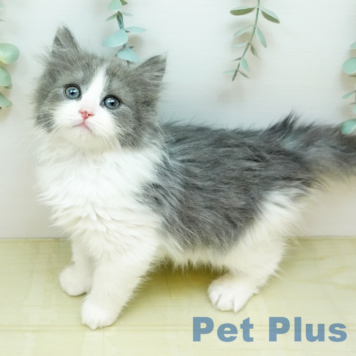 ノルウェージャンフォレストキャットの写真1