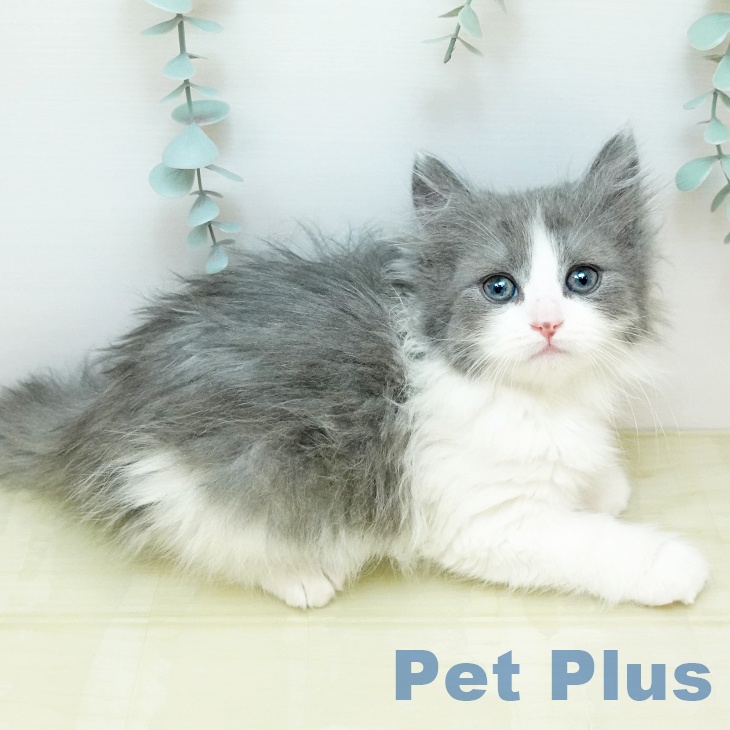 ノルウェージャンフォレストキャットの写真2