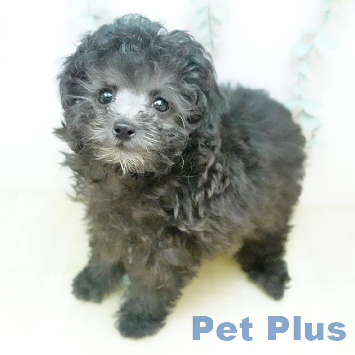 トイ・プードル