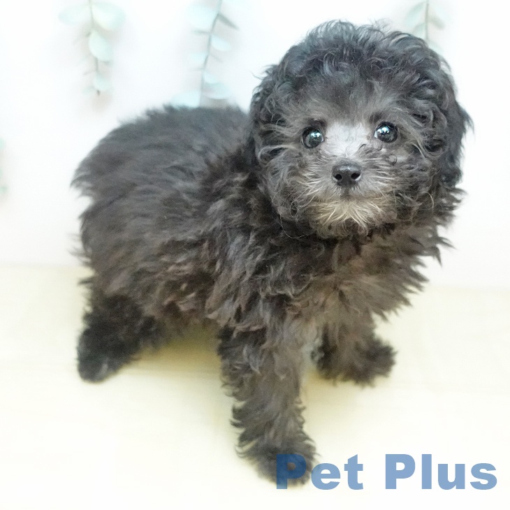 トイ・プードルの写真2