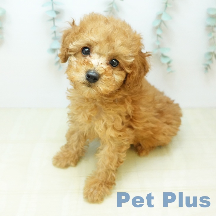 トイ・プードルの写真2