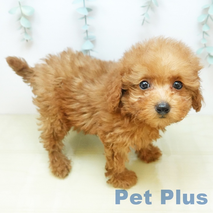 トイ・プードル