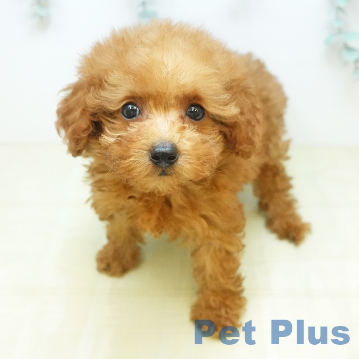 トイ・プードルの写真2