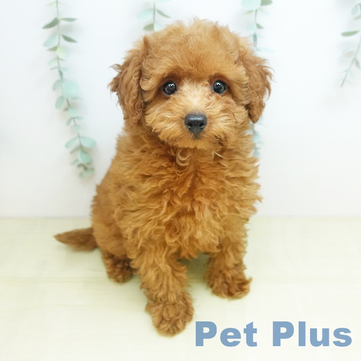 トイ・プードルの写真2