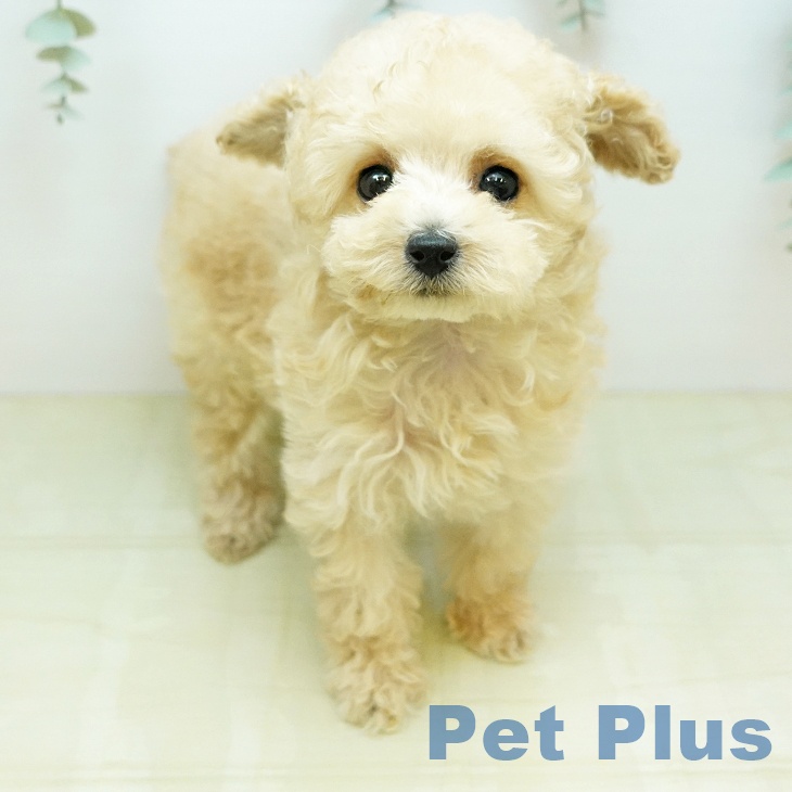 トイ・プードル