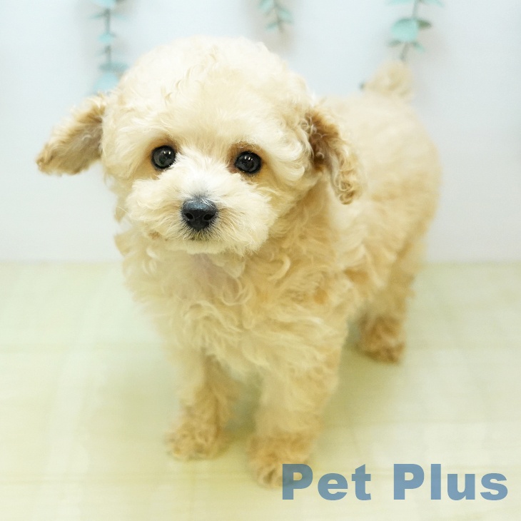 トイ・プードルの写真2