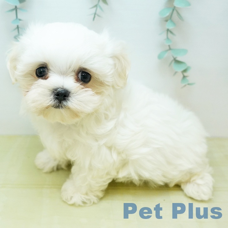 マルチーズの写真2