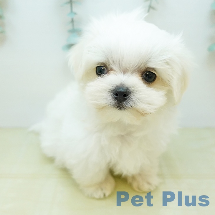 大阪府のマルチーズ (ペットプラス イオン大日店/2025年12月24日生まれ/男の子/ホワイト)の子犬の1枚目の画像