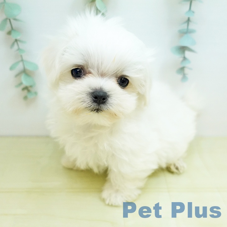 大阪府のマルチーズ (ペットプラス イオン大日店/2025年12月24日生まれ/男の子/ホワイト)の子犬の2枚目の画像