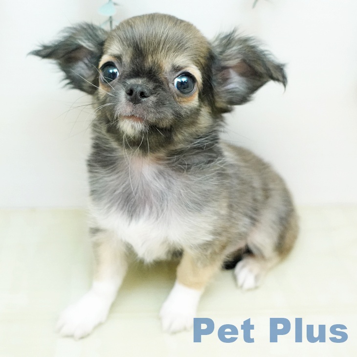 岡山県のチワワ(ロング) (ペットプラス 岡山店/2025年12月20日生まれ/男の子/フォーンホワイト)の子犬の2枚目の画像