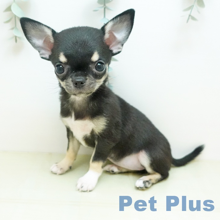 徳島県のチワワ(ロング) (ペットプラス 徳島店/2025年12月20日生まれ/女の子/ブラックタンホワイト)の子犬の2枚目の画像