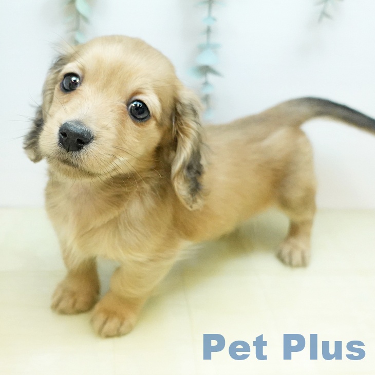 ミニチュア・ダックスフンドの写真2