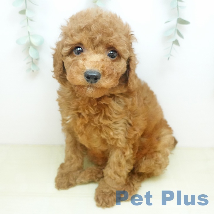 トイ・プードル