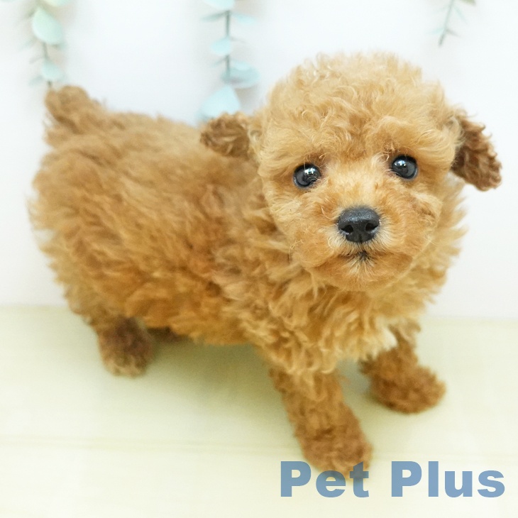 トイ・プードル