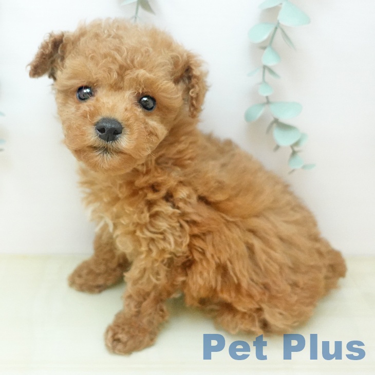 トイ・プードル