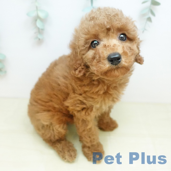 トイ・プードル