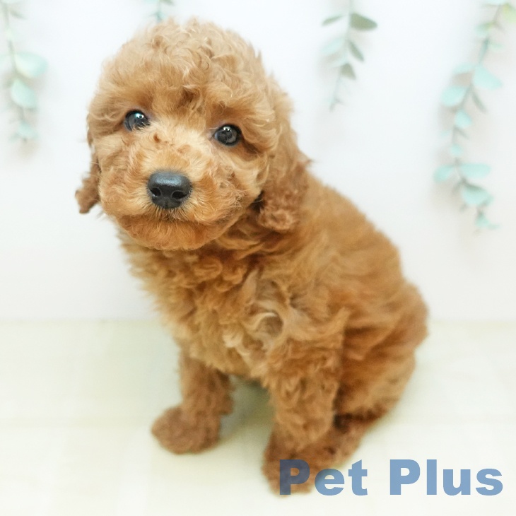 トイ・プードル