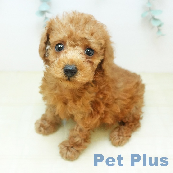 トイ・プードル