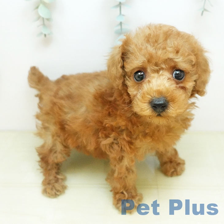 トイ・プードルの写真2