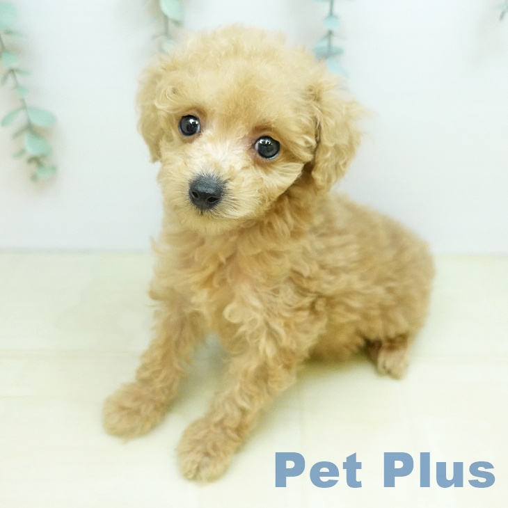 トイ・プードル