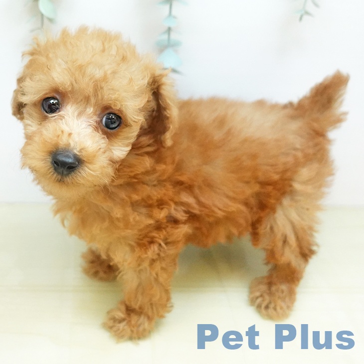 トイ・プードル