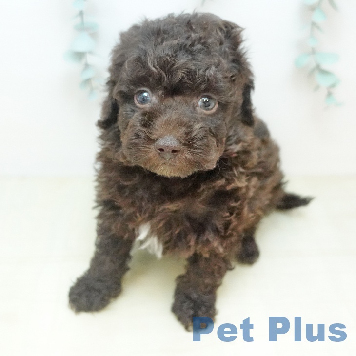 トイ・プードル