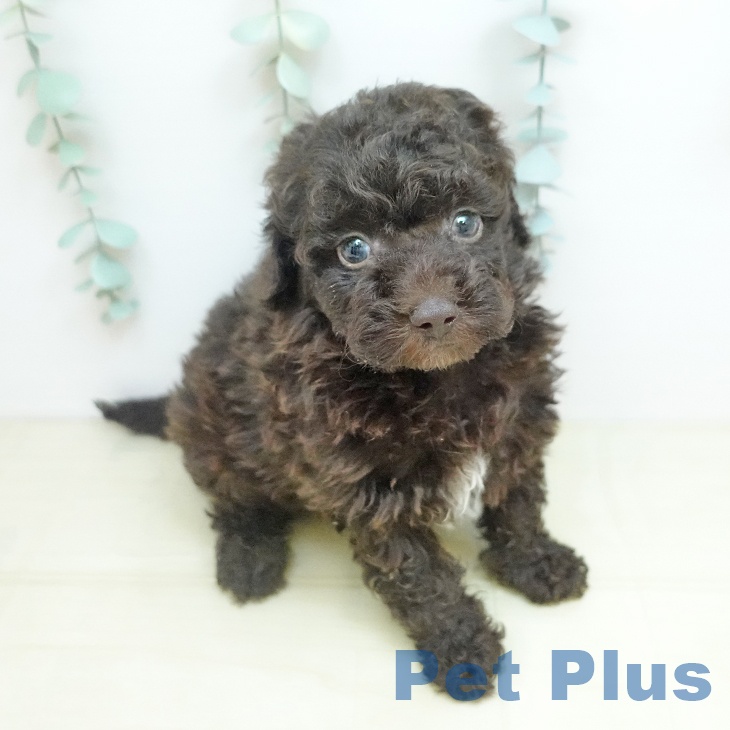 愛媛県のトイプードル(トイ) (ペットプラス 新居浜店/2025年12月24日生まれ/男の子/ブラウン)の子犬の2枚目の画像