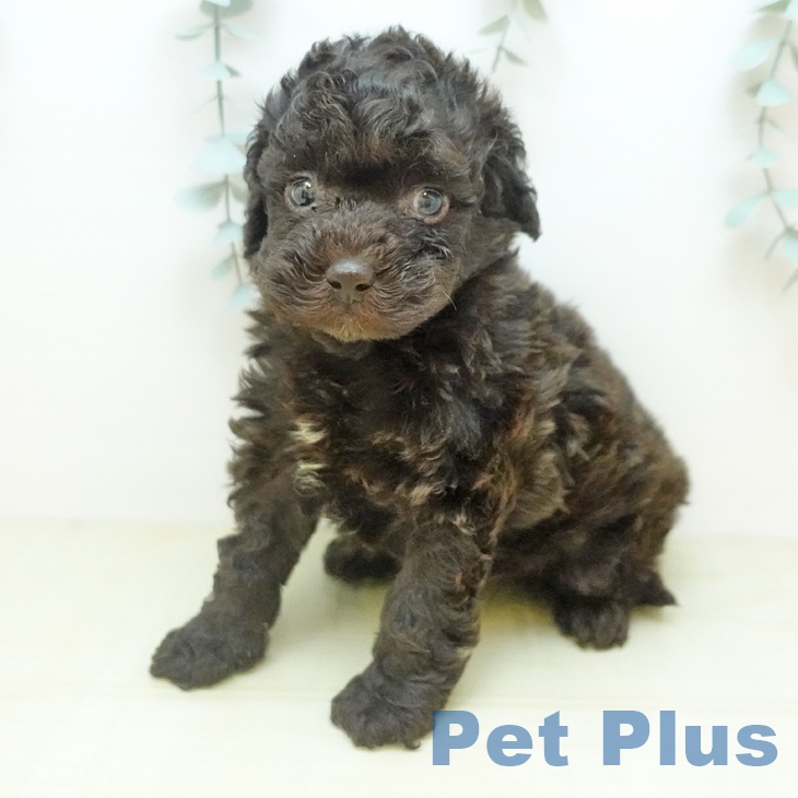 トイ・プードル