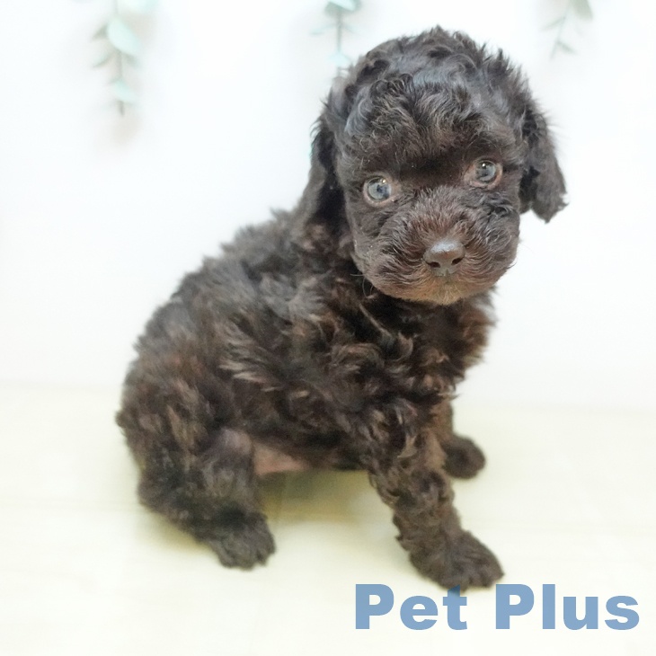 トイ・プードルの写真2