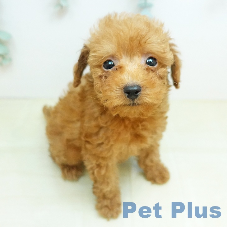 徳島県のトイプードル(トイ) (ペットプラス 徳島店/2025年12月24日生まれ/男の子/レッド)の子犬の1枚目の画像